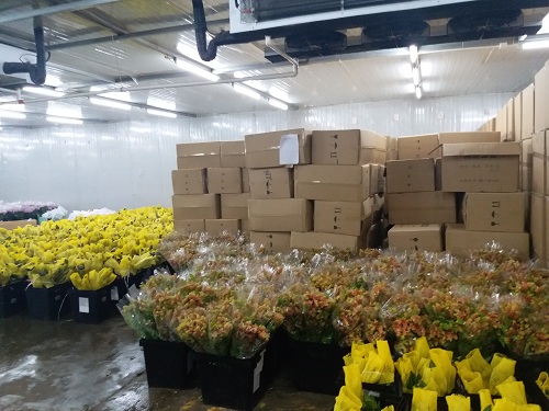 浩爽制冷建造的鮮花陰涼庫工程