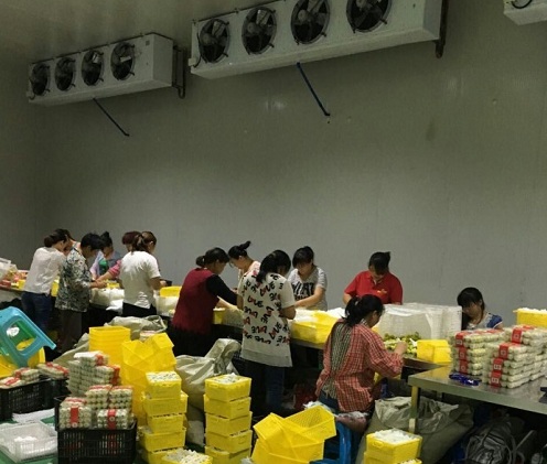 工人們正在把小白杏進行分揀打包等工工作