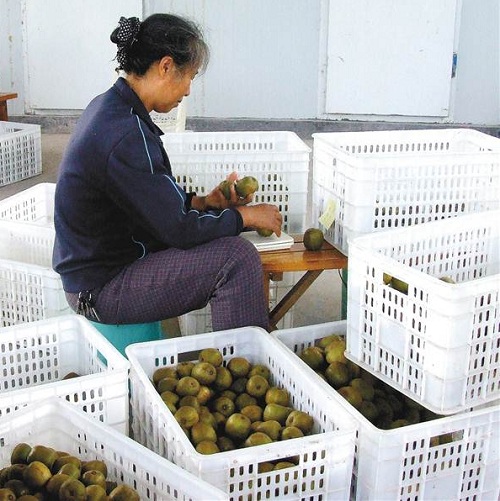 獼猴桃正在進行入庫前的篩選操作