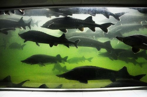 鱘魚實拍