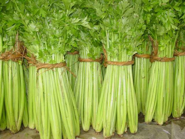 芹菜冷庫儲存技術，芹菜保鮮3個月都不壞