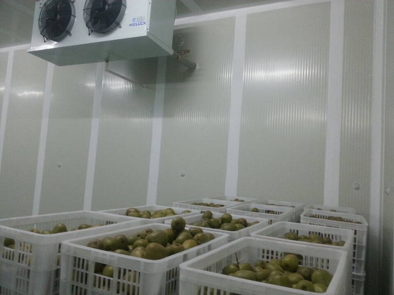 獼猴桃水果保鮮庫(kù)實(shí)拍