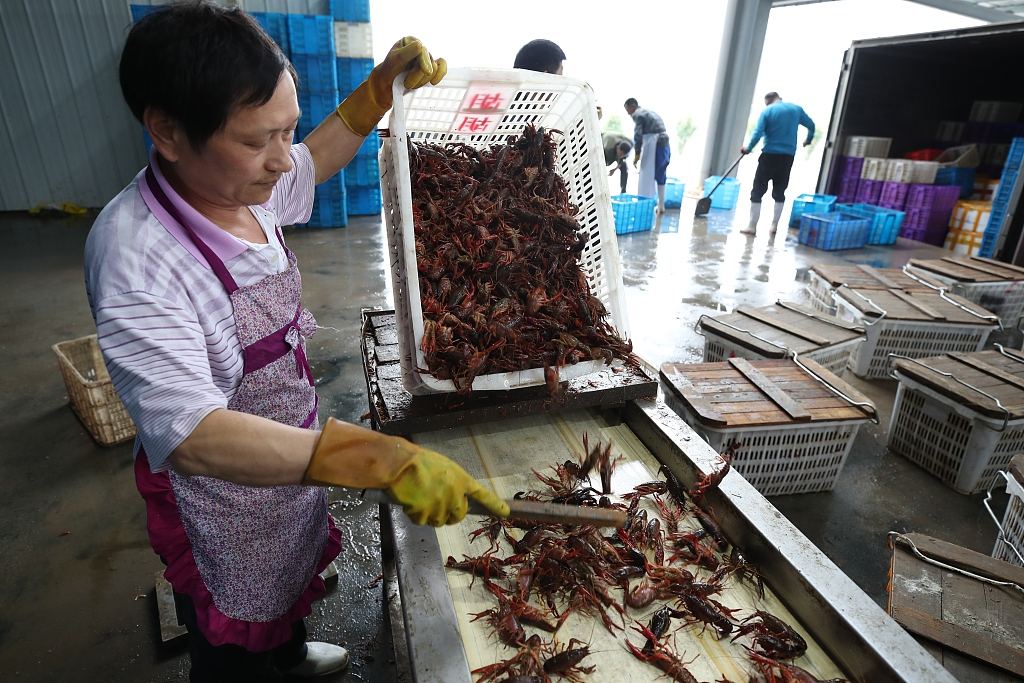 圖為工作人員正在篩選清洗小龍蝦