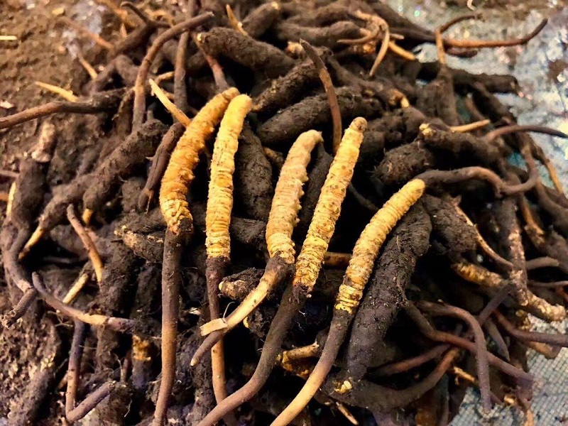 圖為待貯藏的新鮮冬蟲夏草