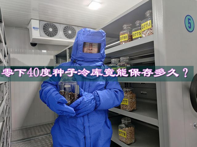 零下40度：種子長久儲存的極低溫度究竟能保鮮多久？